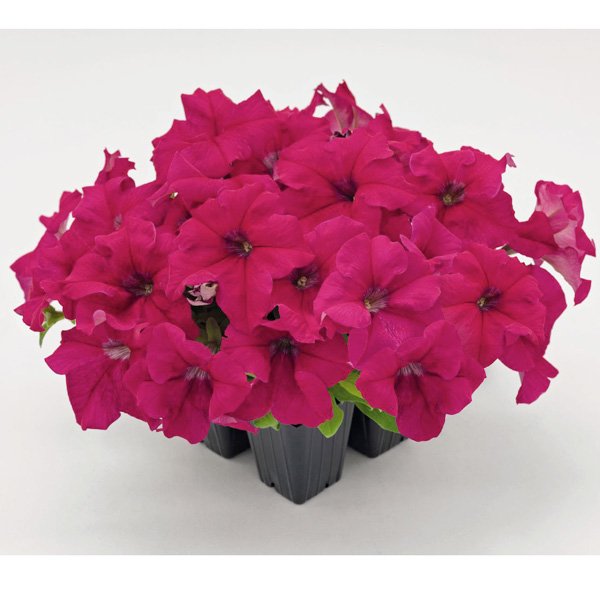 Насіння петунії Саксесс F1 темно-малинова /500 насінин (драже)/ *Benary*