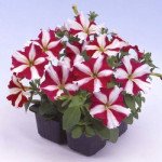 Петуния Саксесс F1 красная звезда (red star) /500 семян (драже)/ *Benary*