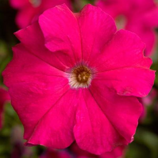 Насіння петунії Трітунія F1 рожева (rose) /1.000 насінин (драже)/ *Syngenta*