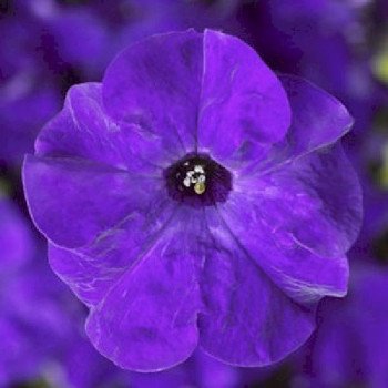 Петуния Тритуния F1 синяя (blue) /1.000 семян(драже)/ *Syngenta*