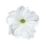 Петунія Фалкон F1 біла (white) /1.000 насінин (драже)/ *Sakata*