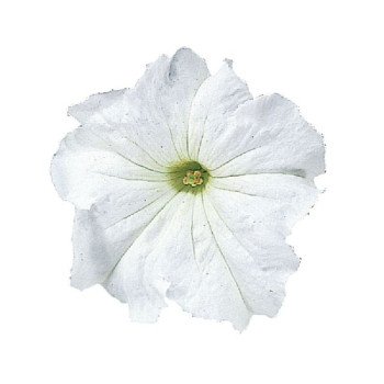 Петуния Фалкон F1 белая (white) /1.000 семян (драже)/ *Sakata*