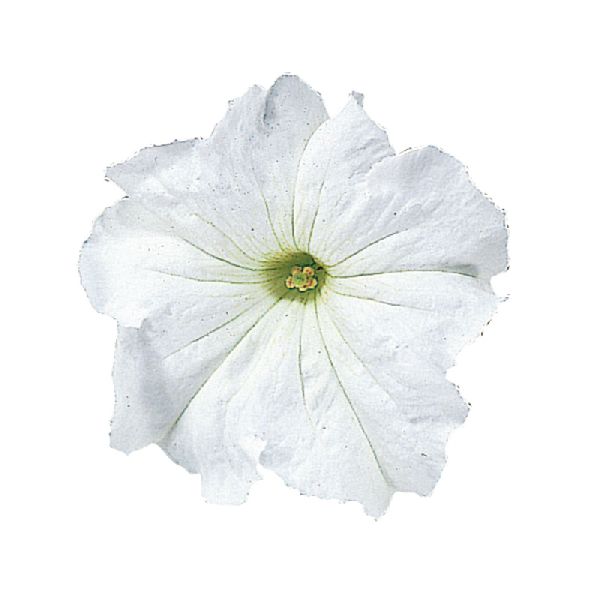 Насіння петунії Фалкон F1 біла (white) /1.000 насінин (драже)/ *Sakata*