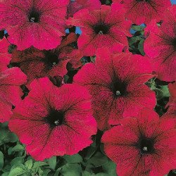 Петунія Фалкон F1 бургунді (burgundy) /1.000 насінин (драже)/ *Sakata*