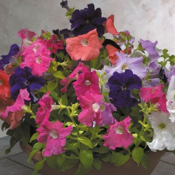 Петуния Фалкон F1 смесь (mix) /1.000 семян (драже)/ *Sakata*