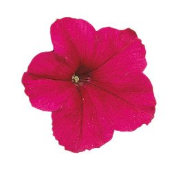 Петунія Фалкон F1 темно-рожева (deep rose) /1.000 насінин (драже)/ *Sakata*