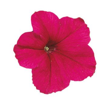 Петуния Фалкон F1 темно-розовая (deep rose) /1.000 семян (драже)/ *Sakata*