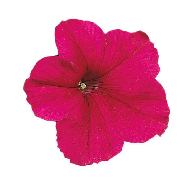 Семена петунии Фалкон F1 темно-розовая (deep rose) /1.000 семян (драже)/ *Sakata*