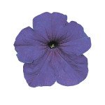 Петунія Фалкон F1 середньо-синя (mid blue) /1.000 насінин (драже)/ *Sakata*