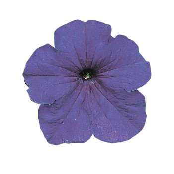 Петунія Фалкон F1 середньо-синя (mid blue) /1.000 насінин (драже)/ *Sakata*