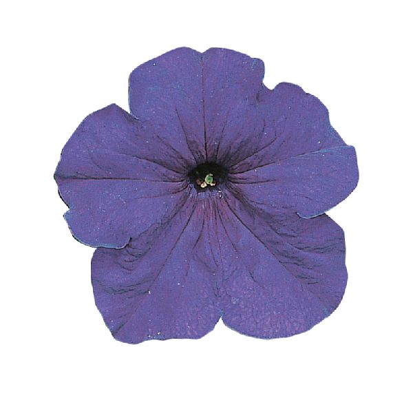 Насіння петунії Фалкон F1 середньо-синя (mid blue) /1.000 насінин (драже)/ *Sakata*