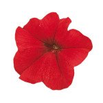 Петунія Фалкон F1 червона (red) /1.000 насінин (драже)/ *Sakata*