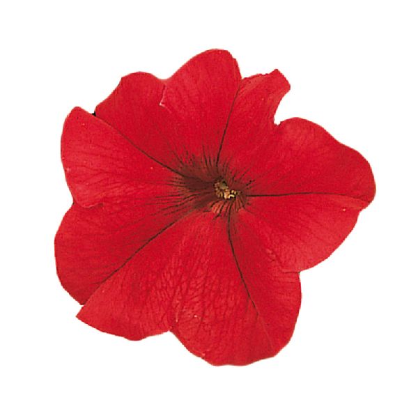 Семена петунии Фалкон F1 красная (red) /1.000 семян (драже)/ *Sakata*