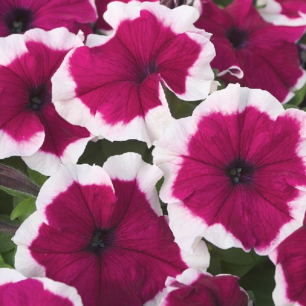 Насіння петунії Хулахуп F1 бургунді (burgundy) /1.000 насінин (драже)/ *Sakata*