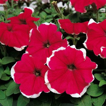 Петуния Хулахуп F1 розовая (rose) /1.000 семян (драже)/ *Sakata*