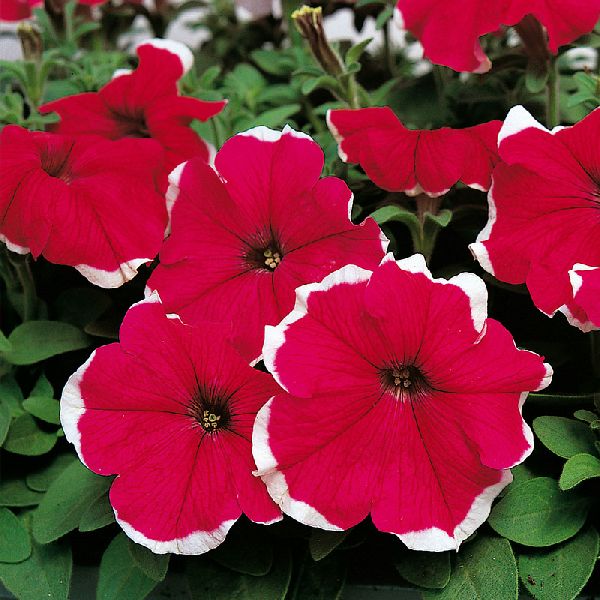 Насіння петунії Хулахуп F1 рожева (rose) /1.000 насінин (драже)/ *Sakata*