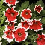 Петуния Хулахуп F1 красная (red) /1.000 семян (драже)/ *Sakata*