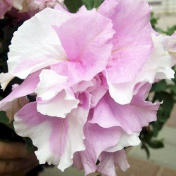 Петуния Каскад F1 орхид (orchid) /200 семян (драже)/ *Pan American*