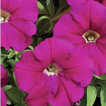 Петунія Міраж F1 кармінова (carmine) /1.000 насінин (драже)/ *Pan American*
