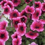 Петунія Міраж F1 орхід (orchid) /1.000 насінин (драже)/ *Pan American*