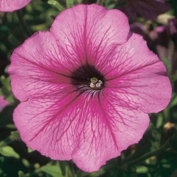 Насіння петунії Міраж F1 шугар (shugar) /1.000 насінин (драже)/ *Pan American*