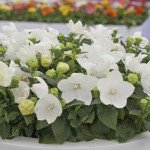 Платикодон Астра F1 біла (white) /100 насінин/ *Sakata*