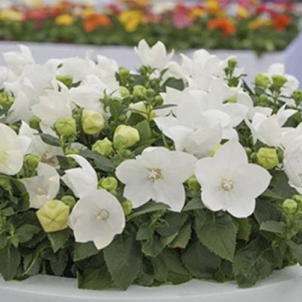 Семена платикодона Астра F1 белая (white) /100 семян/ *Sakata*