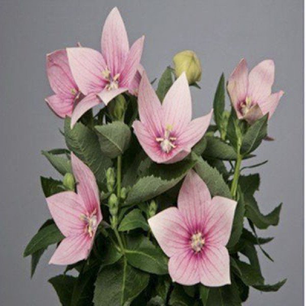 Насіння платикодона Астра F1 рожева (pink) /100 насінин/ *Sakata*