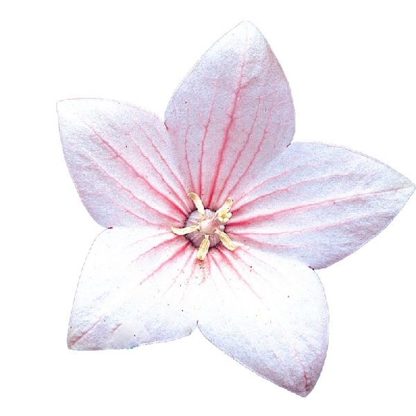 Насіння платикодона Астра F1 світло-рожева (light-pink) /100 насінин/ *Sakata*