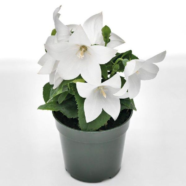 Семена платикодона ПопСтар белый (white) /100 семян/ *Benary*