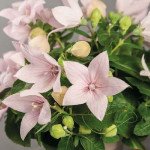 Платикодон ПопСтар рожевий (pink) /100 насінин/ *Benary*