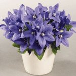 Платикодон ПопСтар синій (blue) /100 насінин/ *Benary*