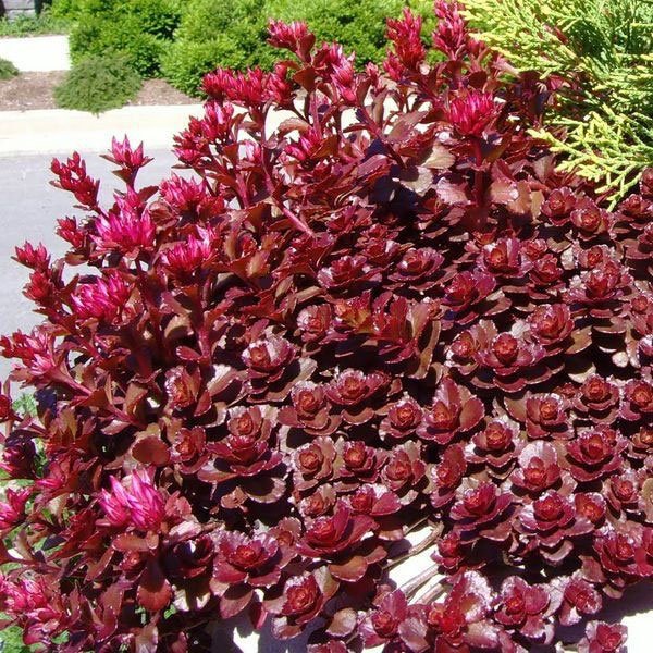 Семена седума Вуду /200 семян/ *Benary*