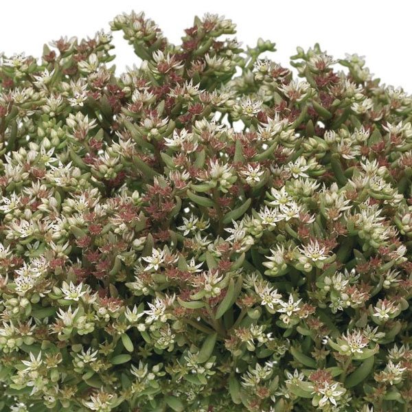 Семена седума Сильвер Фрост /200 семян/ *Syngenta*