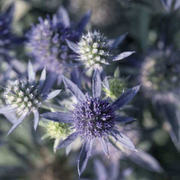 Насіння синьоголовника Синє сяйво /50 насінин/ *Benary*