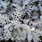 Цинерарія Сільверадо /5.000 насінин/ *Hem Genetics*