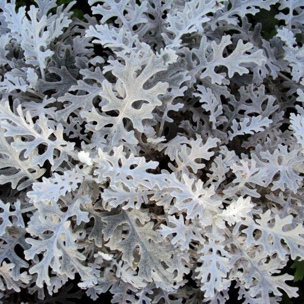 Семена цинерарии Сильверадо /5.000 семян/ *Hem Genetics*