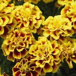 Бархатцы Сафари еллоу фаер (yellow fire) /1.000 семян/ *Benary*