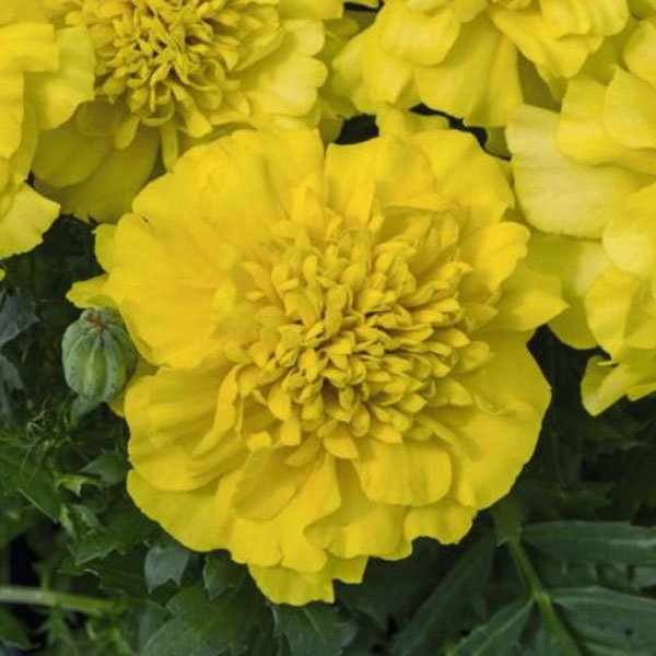 Насіння чорнобривців Супер Герой жовті (yellow) /1.000 насінин/ *Benary*