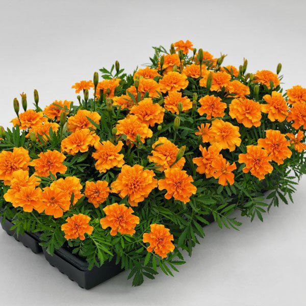 Насіння чорнобривців Супер Герой помаранчеві (orange) /1.000 насінин/ *Benary*