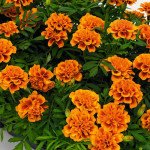 Чорнобривці Супер Герой помаранчеві з вічком (orange bee) /1.000 насінин/ *Benary*