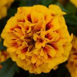 Чорнобривці Хот Пак фаєр (fire) /1.000 насінин/ *Pan American*