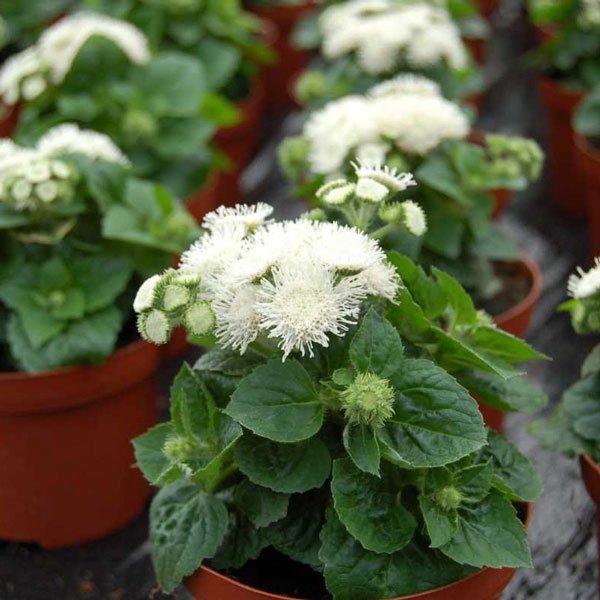 Насіння агератуму Алоха F1 білий (white) /1.000 насінин/ *Hem Genetics*