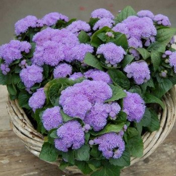 Агератум Алоха F1 синий (blue) /1.000 семян/ *Hem Genetics*