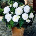 Бегония Лимитлесс F1 белая (white) /100 семян (драже)/ *Syngenta*