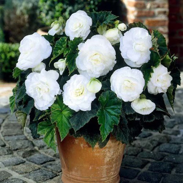 Семена бегонии Лимитлесс F1 белая (white) /100 семян (драже)/ *Syngenta*