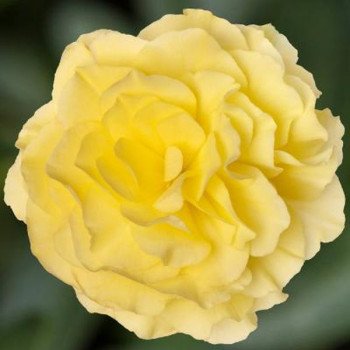 Бегония Лимитлесс F1 лимонная (lemon) /100 семян (драже)/ *Syngenta*