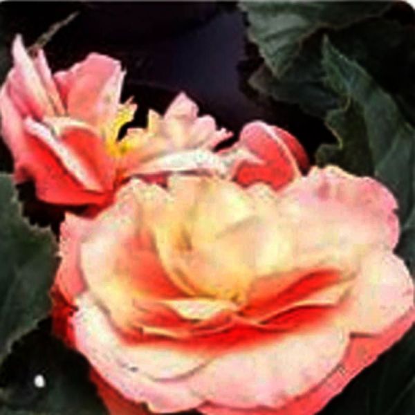 Насіння бегонії Лімітлесс F1 лососева (salmon) /100 насінин (драже)/ *Syngenta*