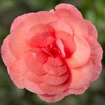 Бегонія Лімітлесс F1 лососева-рожева (salmon rose) /100 насінин (драже)/ *Syngenta*