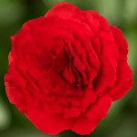 Бегония Лимитлесс F1 компакт бархатно-красная (compact velvet red) /100 семян (драже)/ *Syngenta*